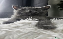 Scottish Fold cats for sale:  Beautiful Scottish Fold Kittens × 2 Males - Image 10