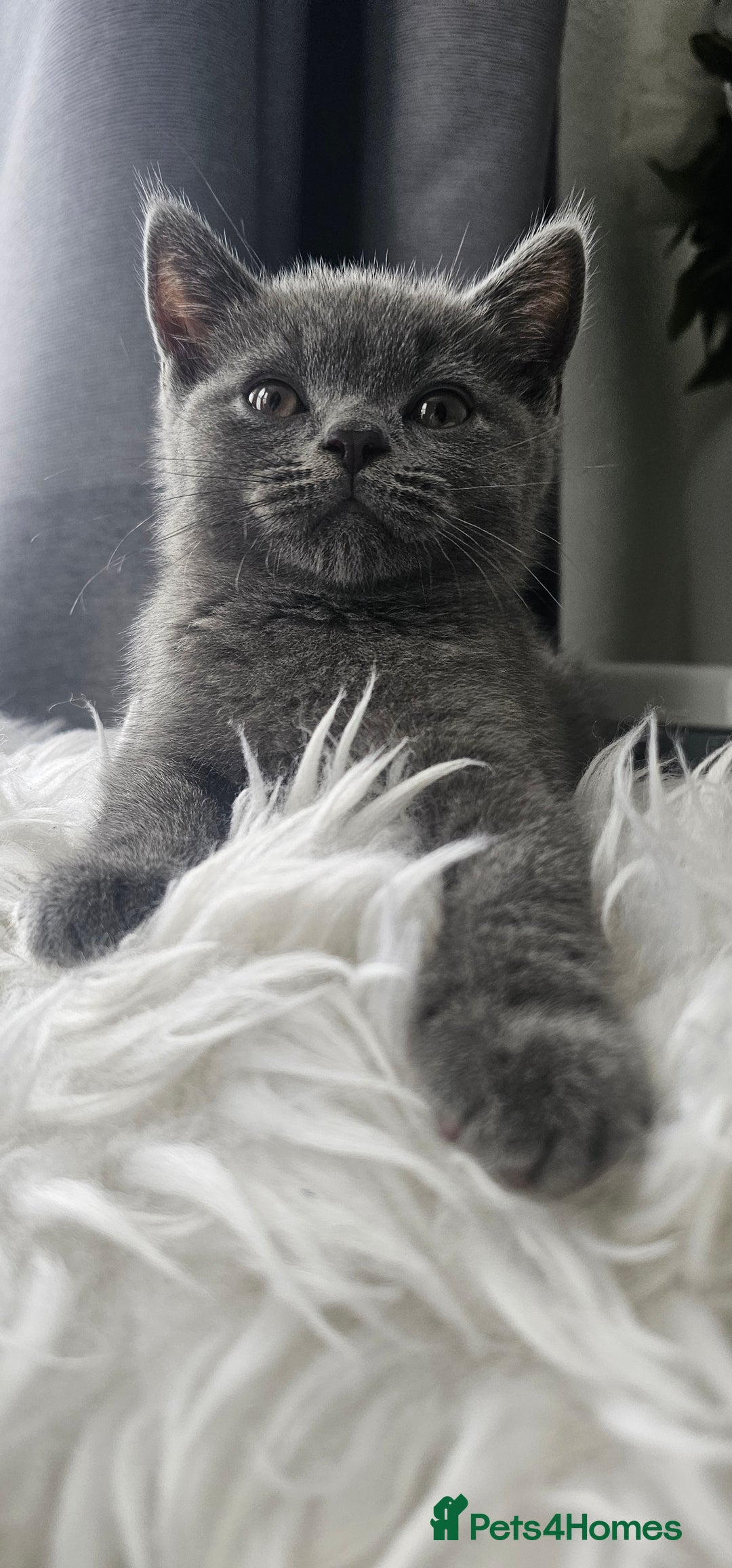 Scottish Fold cats for sale:  Beautiful Scottish Fold Kittens × 2 Males - Image 10