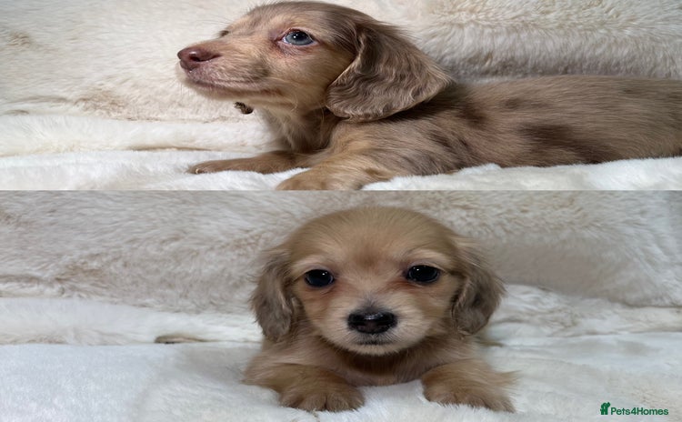 Miniature Dachshund dogs - Advert 3