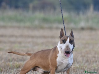 English Bull Terrier dogs in Preston - Advert 1