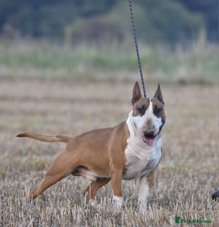 English Bull Terrier dogs Quality and proven english bull terrier for stud in Preston - Advert 2