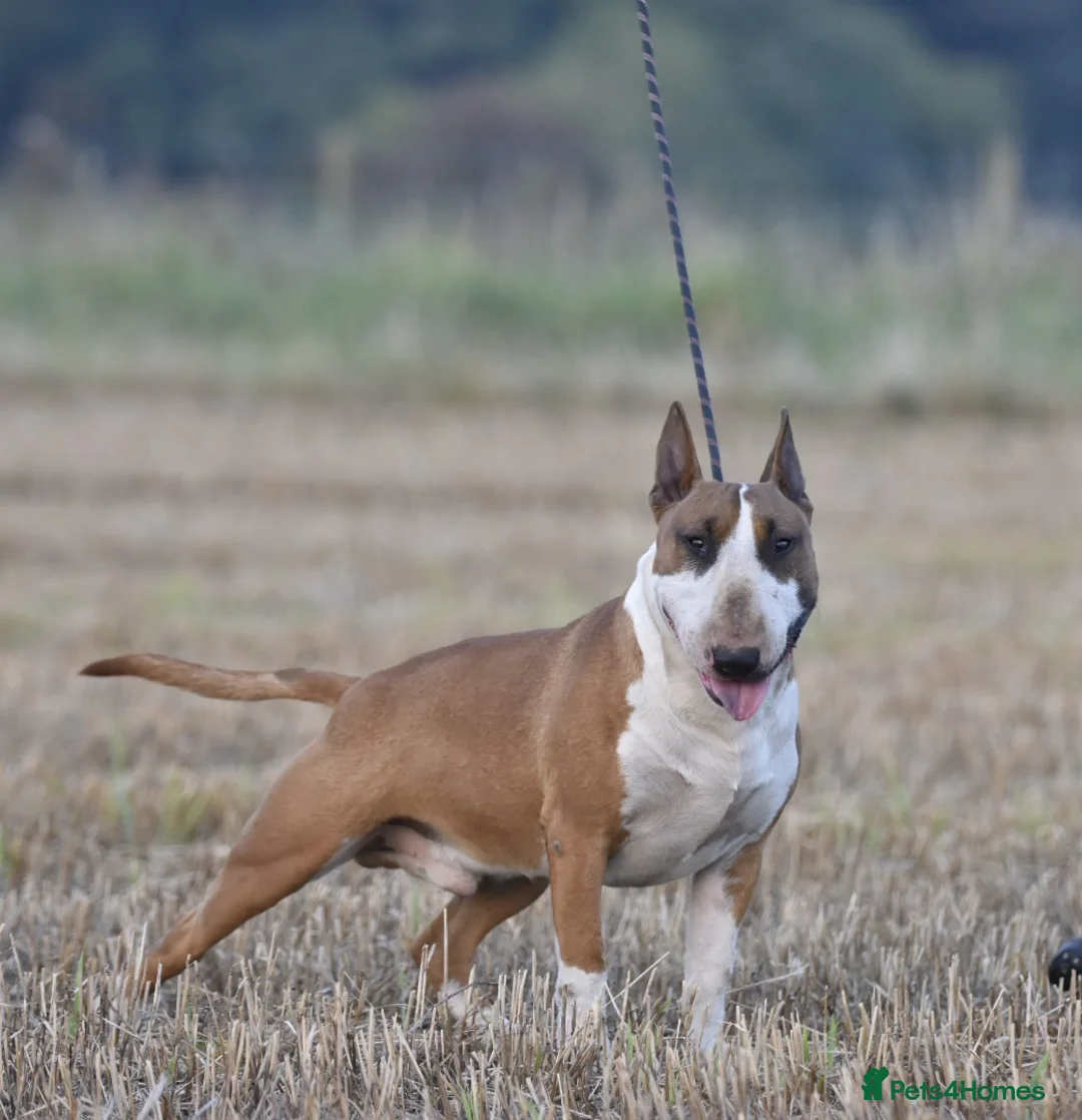English Bull Terrier dogs for stud: Quality and proven english bull terrier for stud in Preston - Advert 1