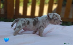 American Bully dogs for sale: ■■■■REDUCED REDUCED REDUCED■■■■ - Image 10