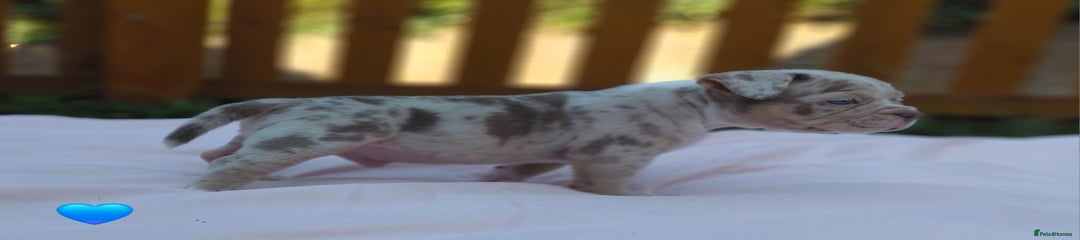 American Bully Puppy 1