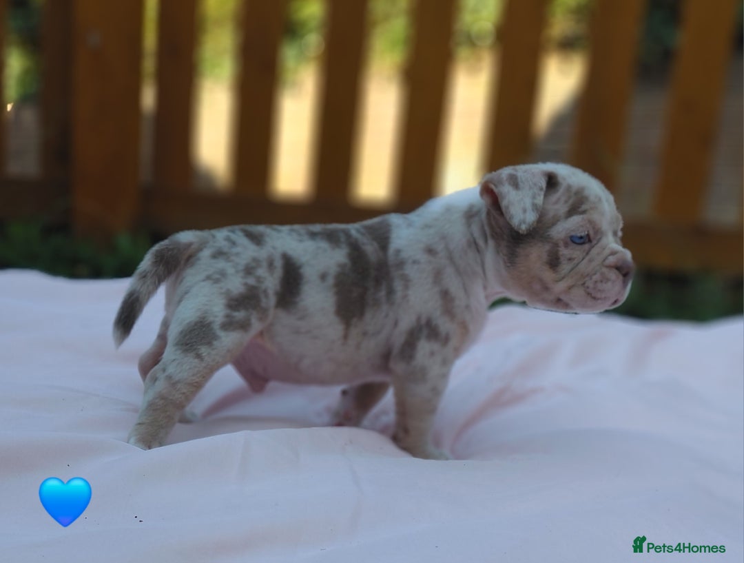 American Bully dogs for sale: ■■■■REDUCED REDUCED REDUCED■■■■ - Image 10