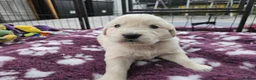 Golden Retriever dogs for sale: Beautiful KC Reg Golden Retriever Puppies - Advert 19