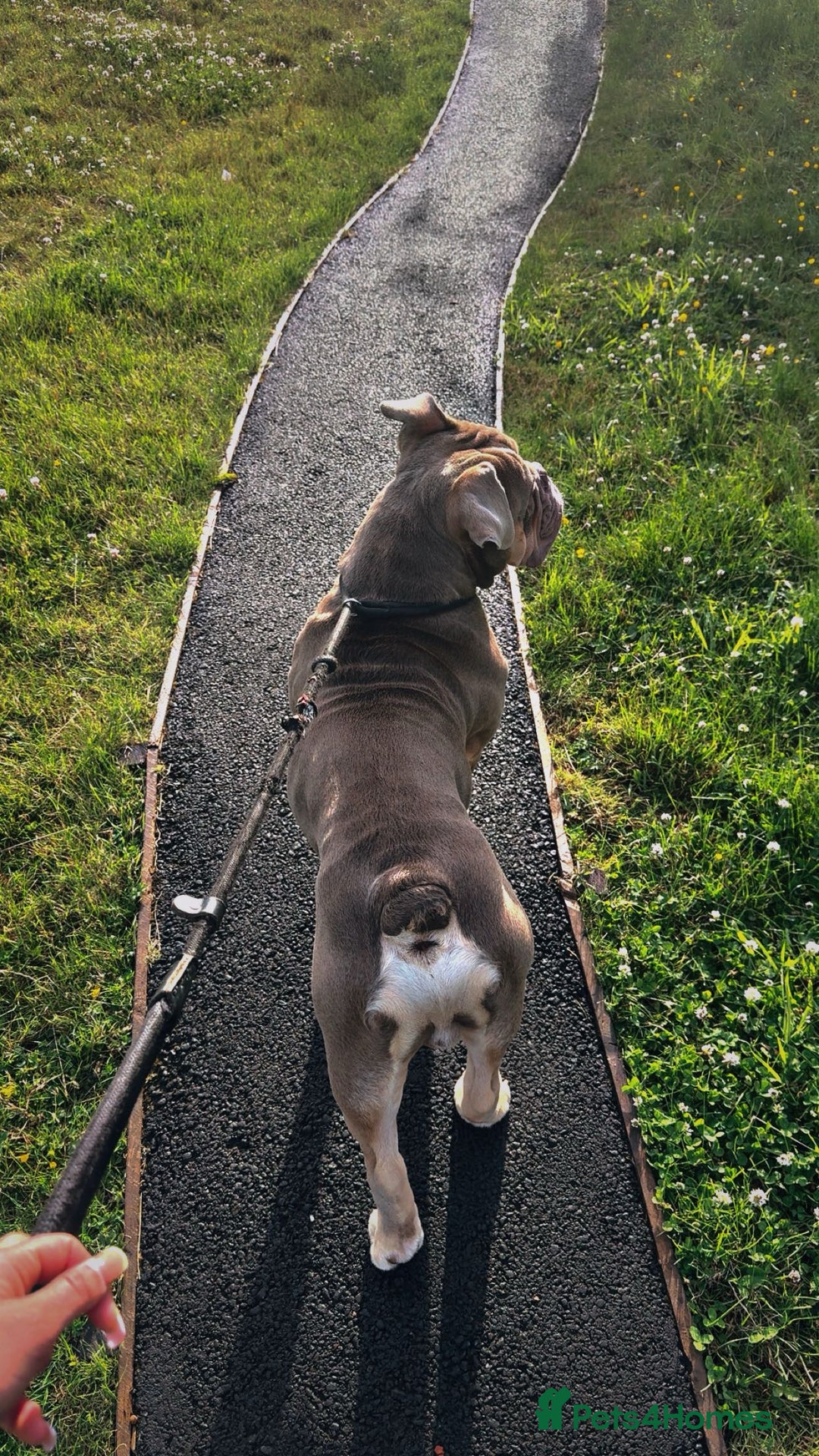 English Bulldog dogs for stud: Pablo - Image 6