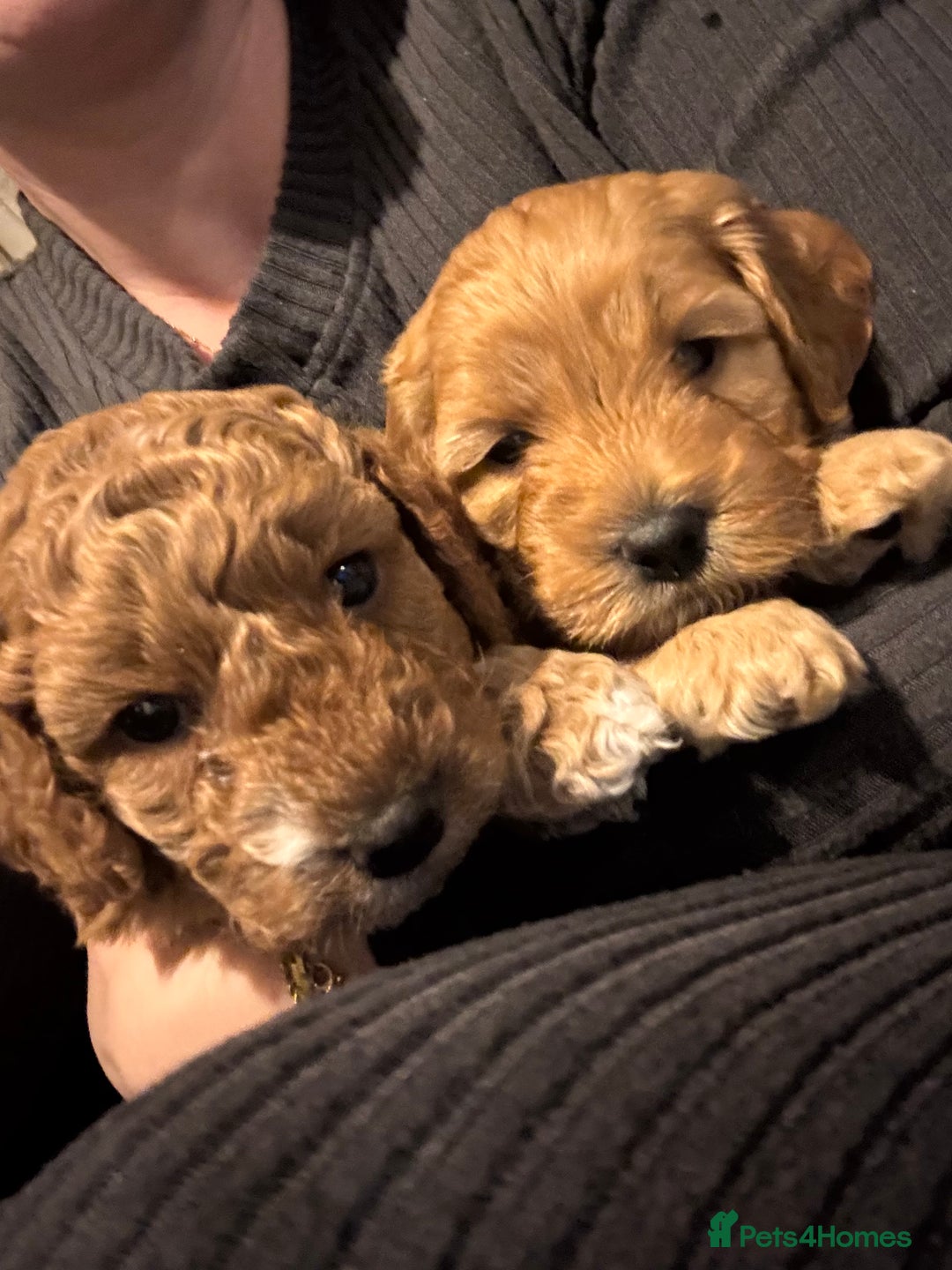 Cockapoo dogs for sale: Red Cockapoo girls Fb2 ready 12/1/26 - Advert 3