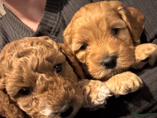 Cockapoo dogs Red Cockapoo girls F1b ready 12/1/26 - Advert 1