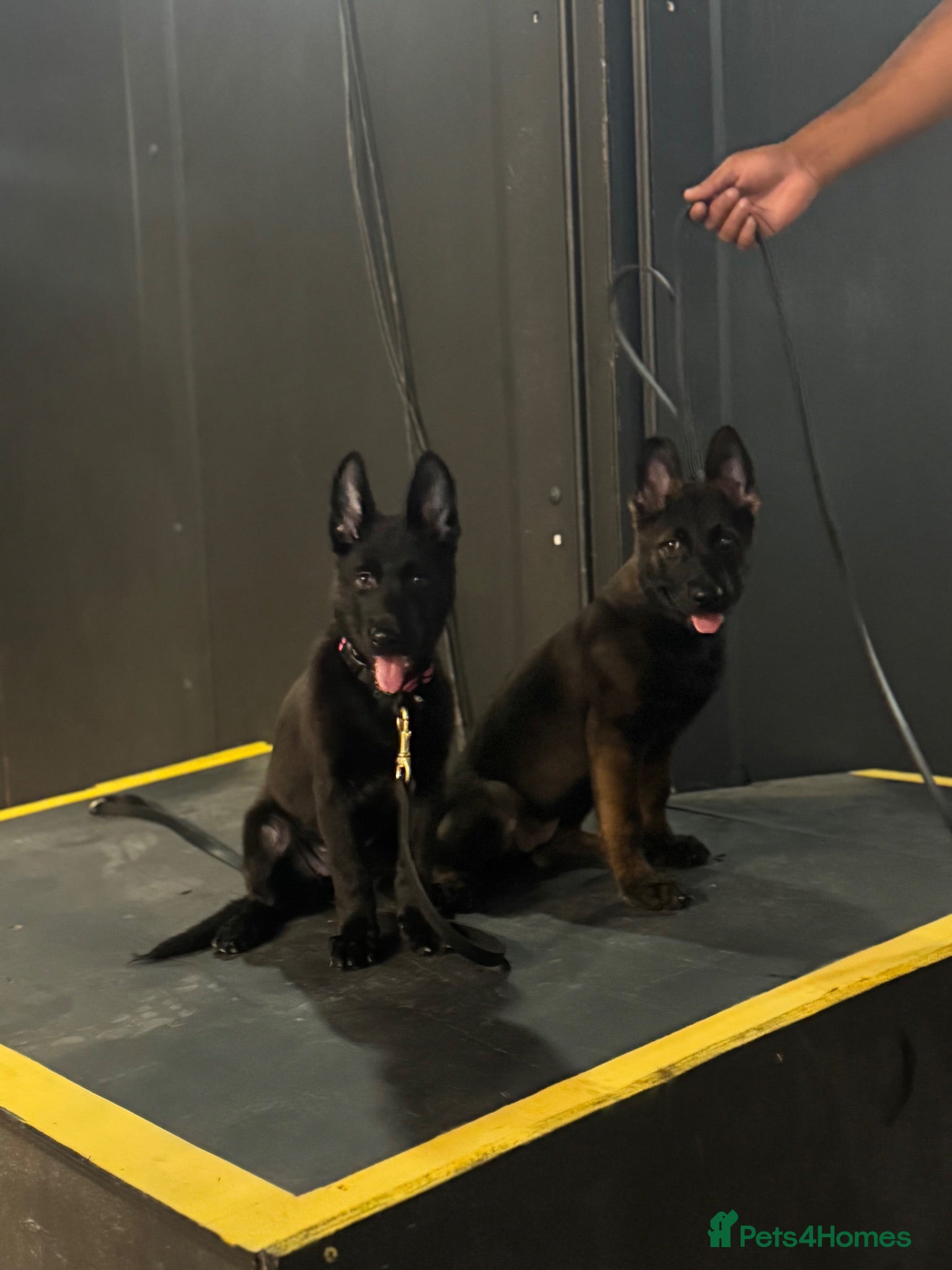 Mixed Breed dogs German Shepard X Malinois puppy  - Advert 2