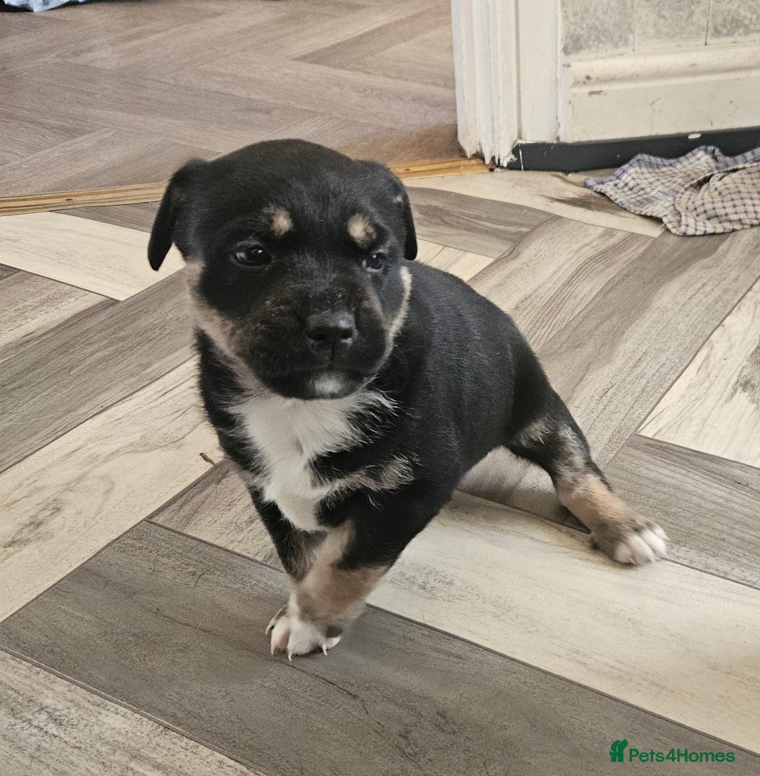 Mixed Breed dogs for sale: Husky x Staffy Mix – Last Female Puppy Available - Advert 2