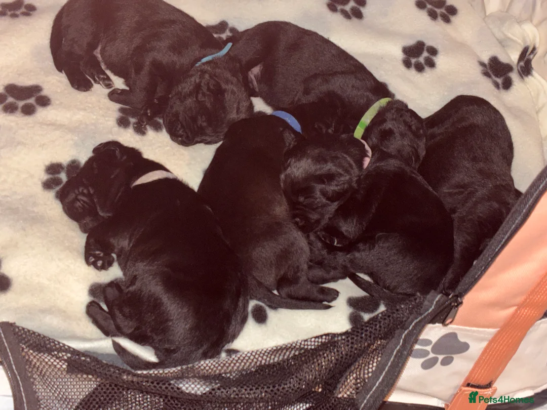 Mixed Breed dogs for sale: Beautiful puppies!  in Chesterfield - Advert 2