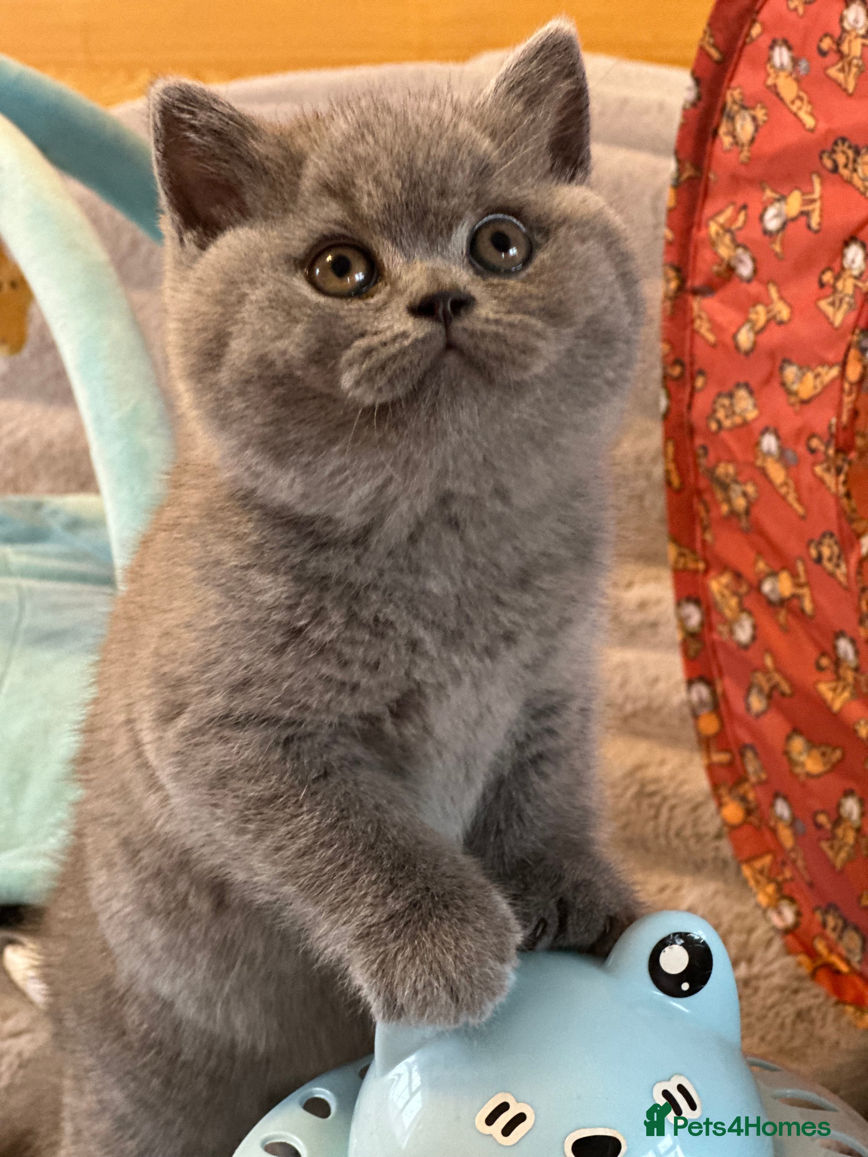 British Shorthair cats GCCF registered kitten  - Advert 1