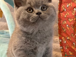 British Shorthair cats GCCF registered kitten - Advert 1