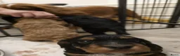 Cocker Spaniel dogs for sale: Working Cocker Spaniel Puppies, Black and Tan, Red - Advert 5