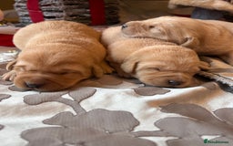 Labrador Retriever dogs for sale: Adorable fox red puppies  - Advert 7