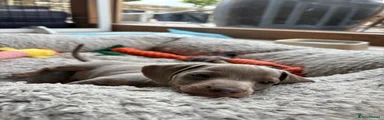 Miniature Dachshund Puppy 1