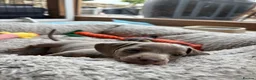 Miniature Dachshund dogs for sale: Beautiful Dachshunds  - Advert 6