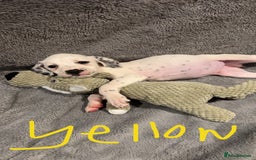 Mixed Breed dogs for sale: Dalmatianxboxer puppies  - Image 20