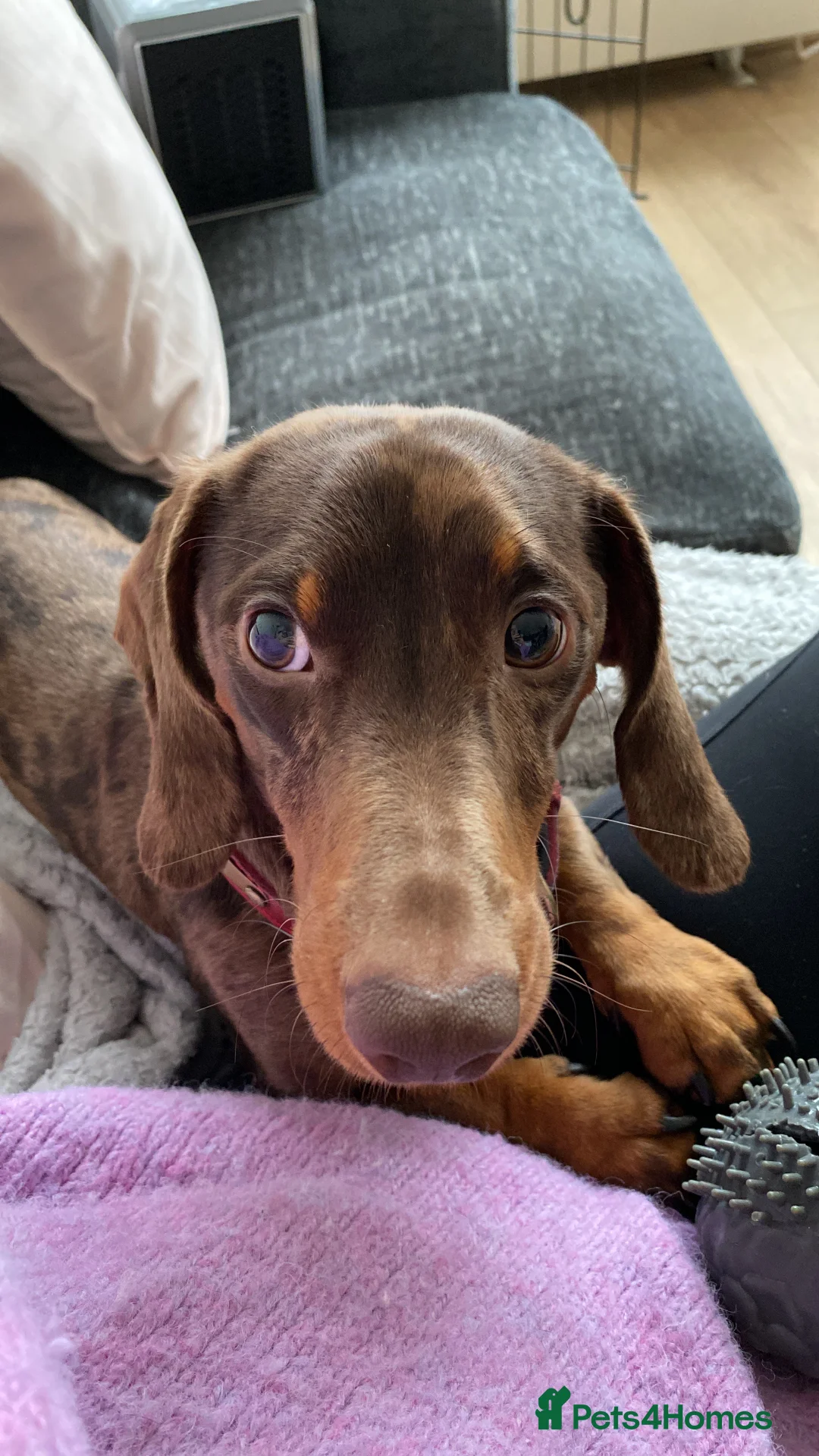 Miniature Dachshund dogs for sale: Rare dapple daschund boy in London - Advert 5