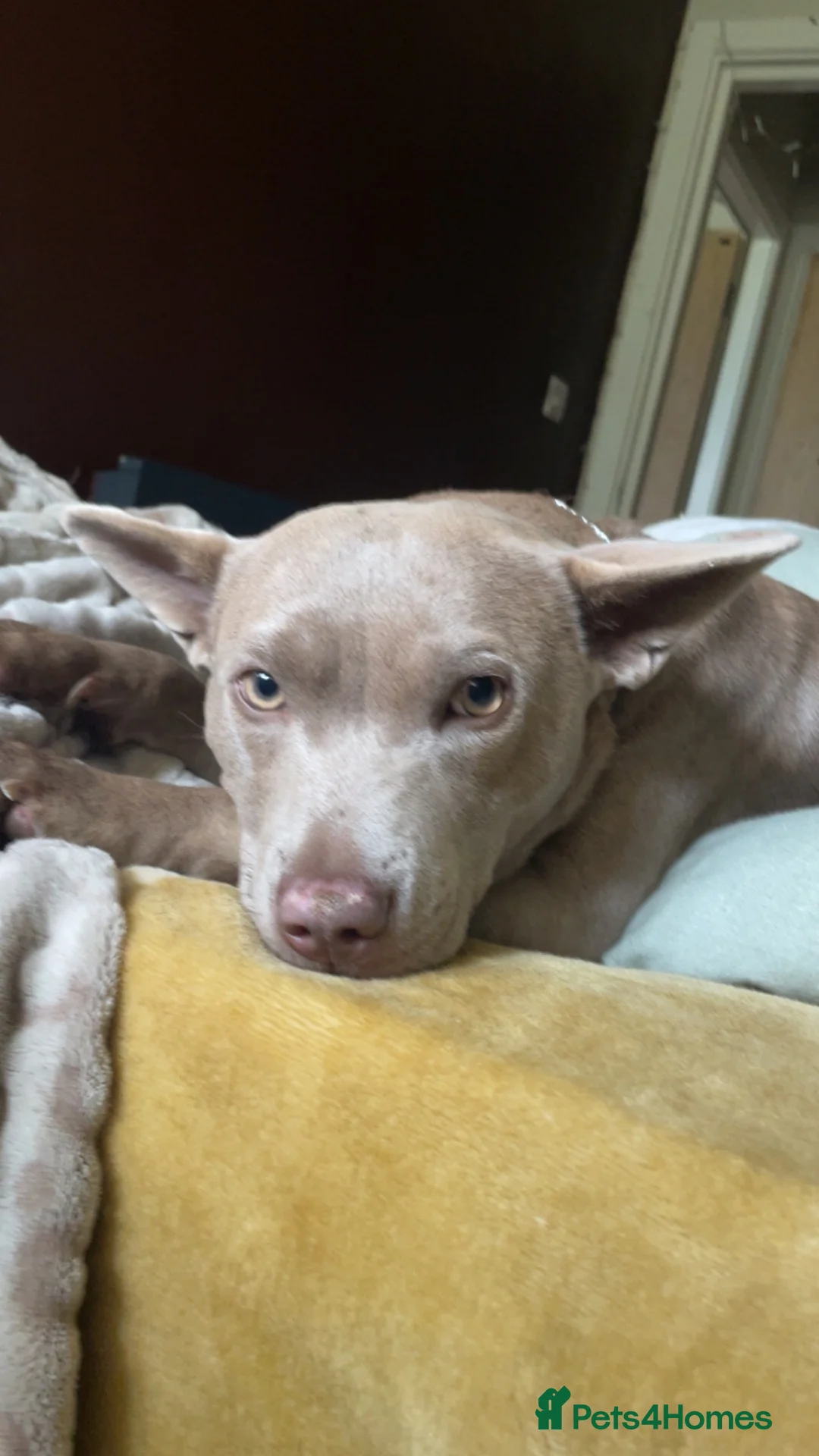 Mixed Breed dogs for sale:  thai ridgeback cross - Advert 1
