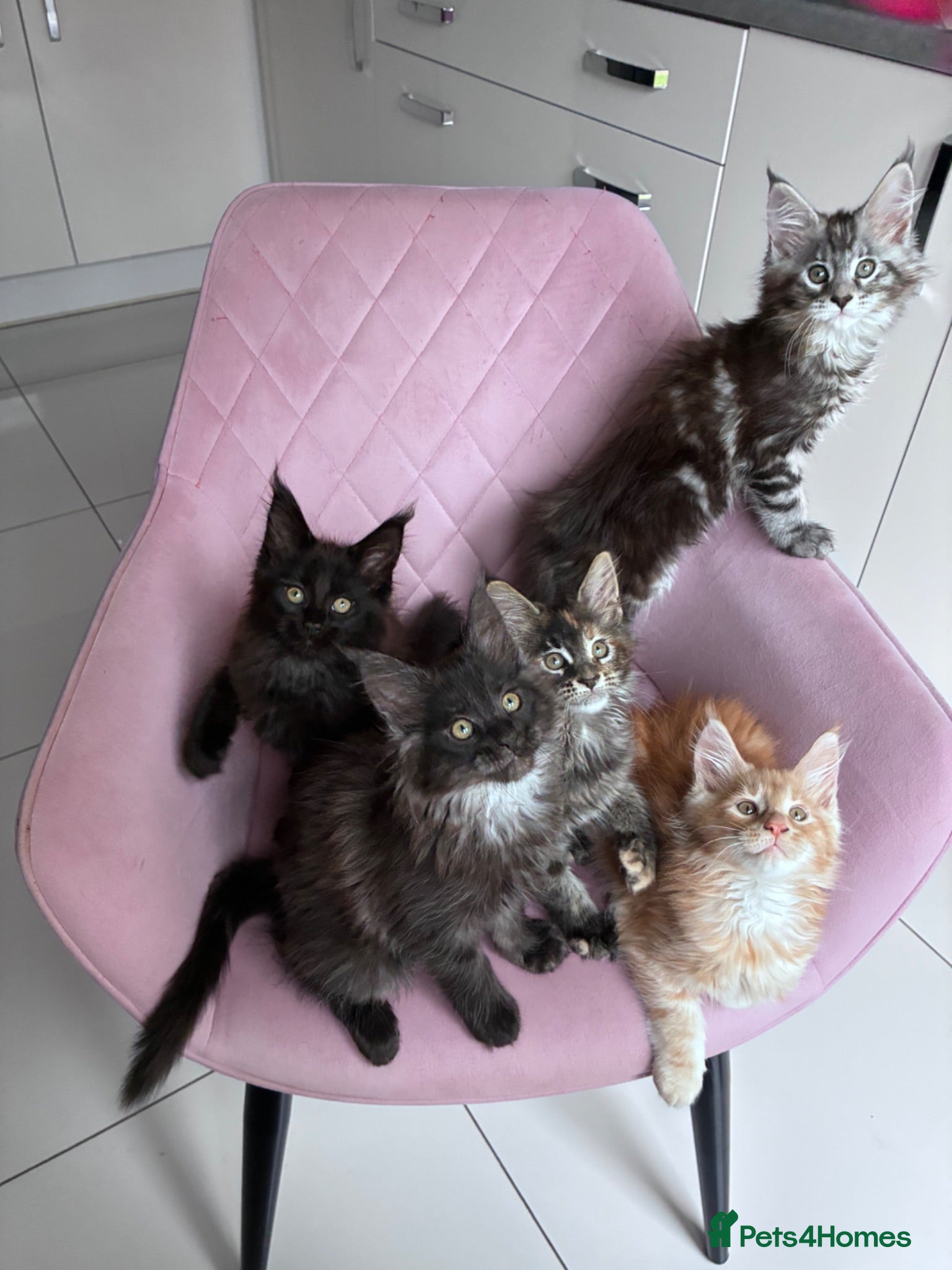 Maine Coon cats Maine Coons - Advert 1
