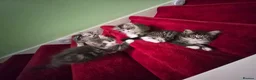Mixed Breed cats for sale: Main Coon Mix - Advert 26