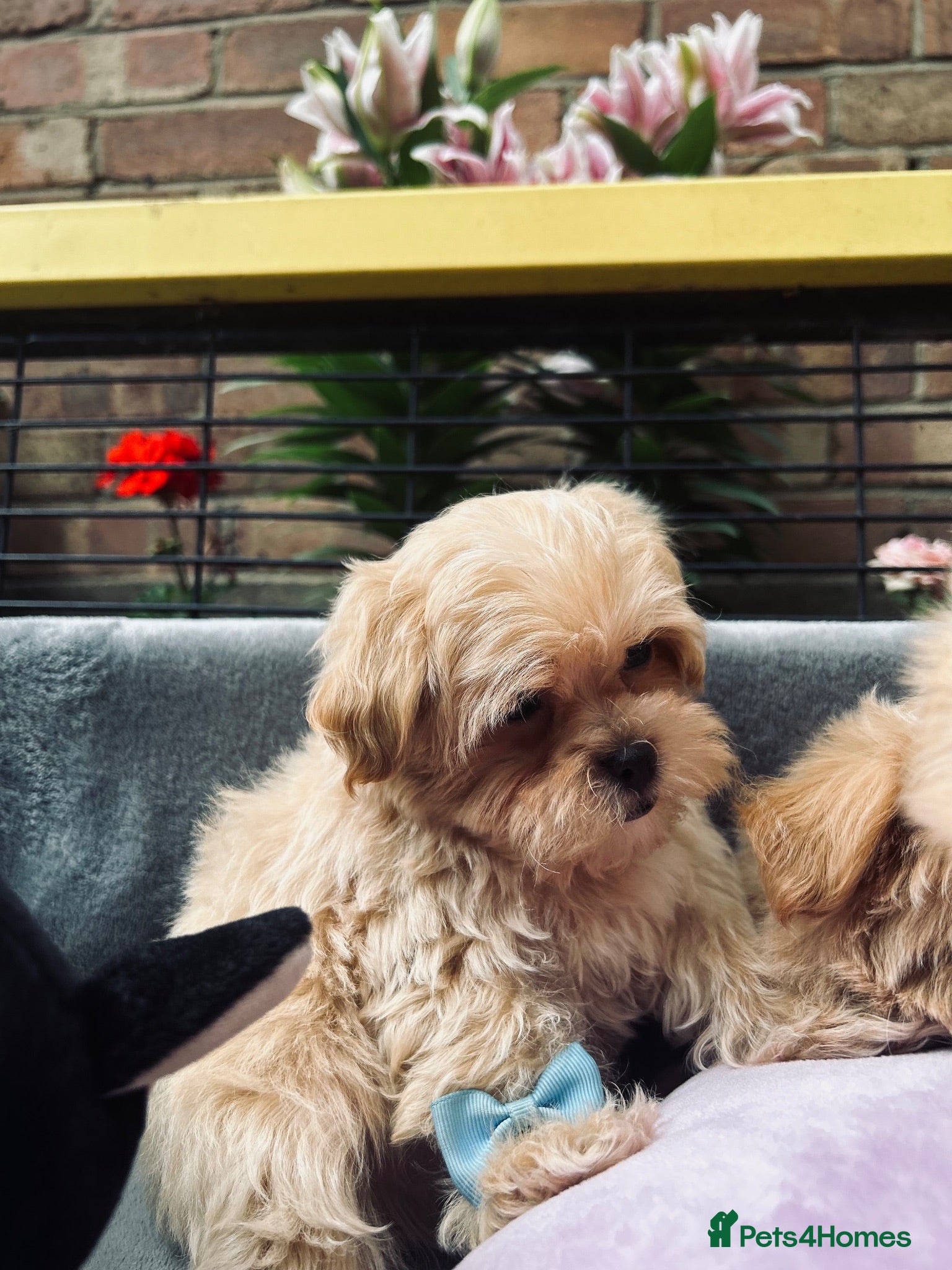 Maltipoo dogs  **  Maltipoo Puppy – Beautiful Teddy Bear Face - Advert 1