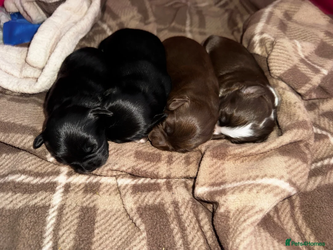 Mixed Breed dogs for sale: Chihuahua x Cocker Spaniel puppies cockerhuahua in Stratford-upon-Avon - Advert 1