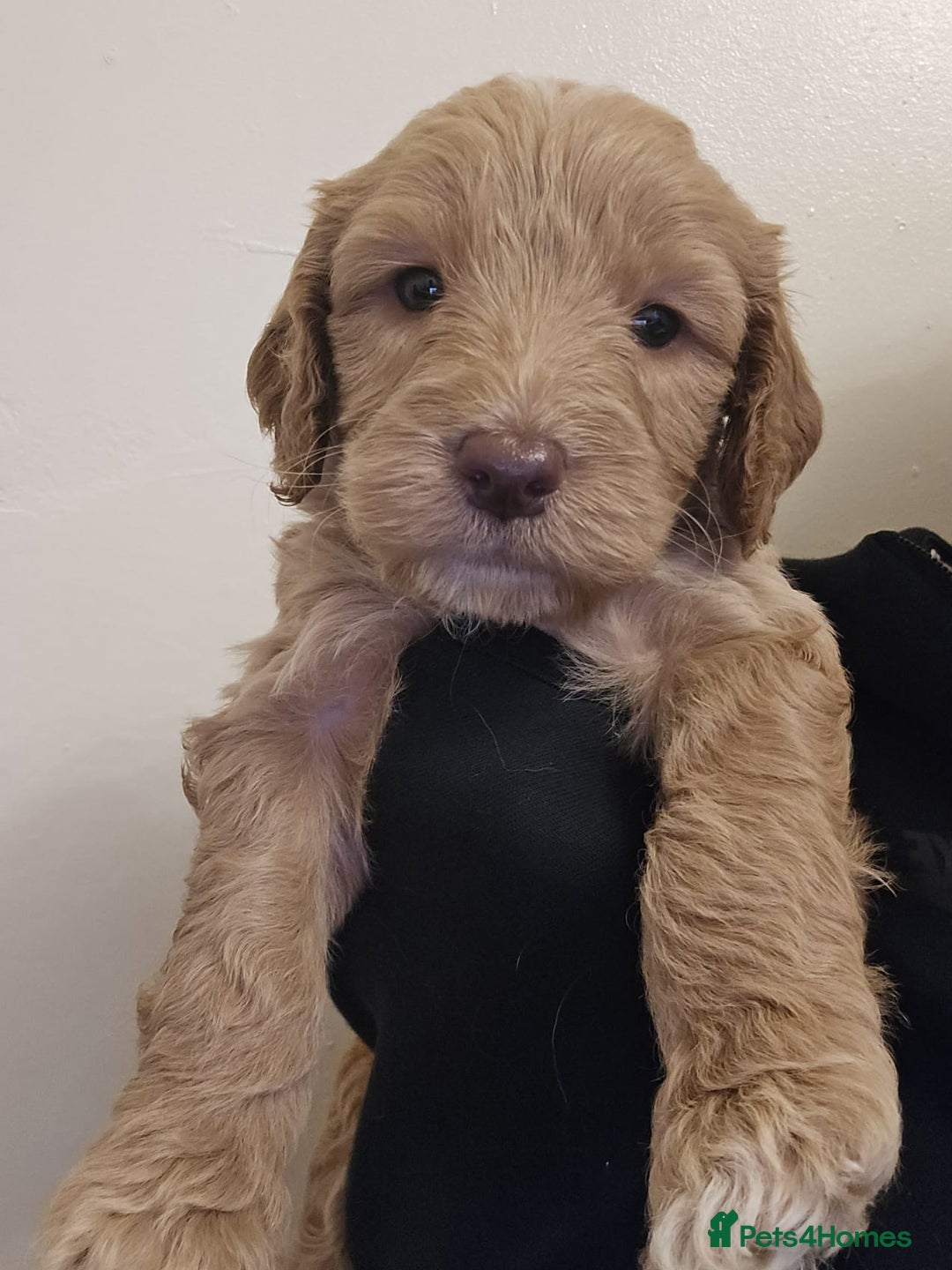 Goldendoodle dogs for sale: Goldendoodles  - Advert 6