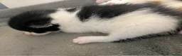 Mixed Breed cats for sale: 2 Male Kittens  - Advert 5