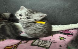 British Shorthair cats for sale: GCCF Reg BSH Silver Tabby & Spotted kittens - Advert 26