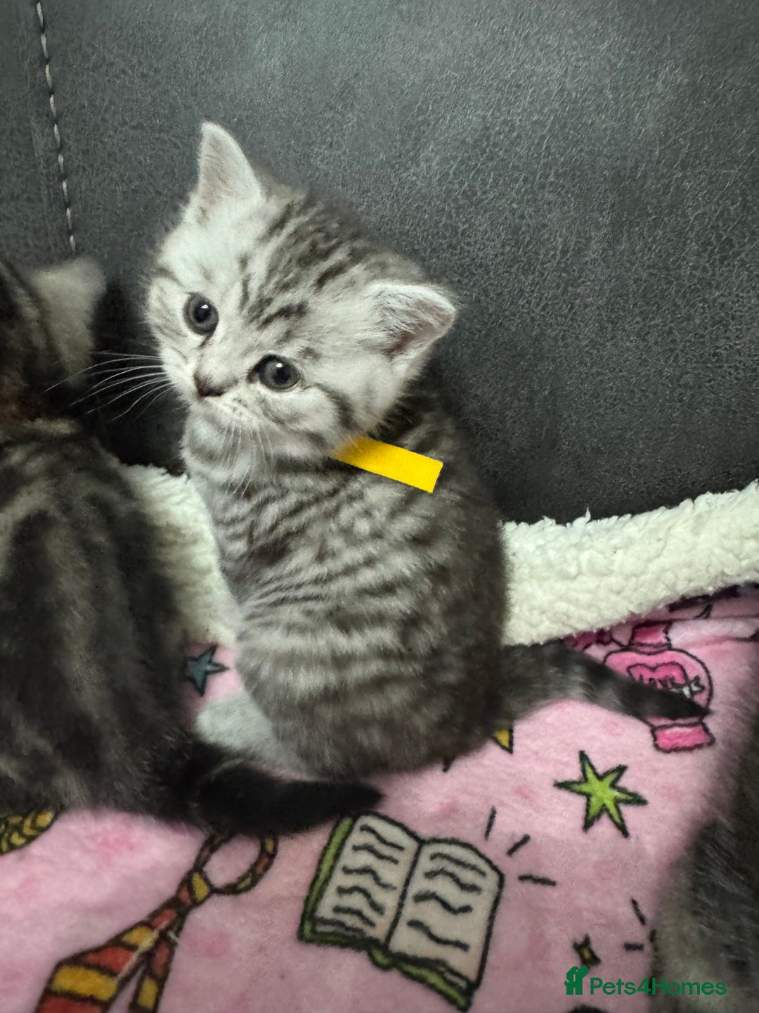 British Shorthair cats for sale: GCCF Reg BSH Silver Tabby & Spotted kittens - Advert 26