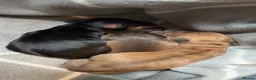 Dachshund dogs for sale: Long and short haired dachshund puppies available  - Advert 16