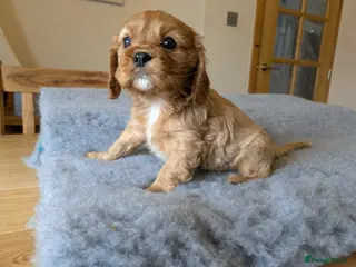 Cavalier King Charles Spaniel dogs KC Reg Cavalier King Charles pups - Advert 2