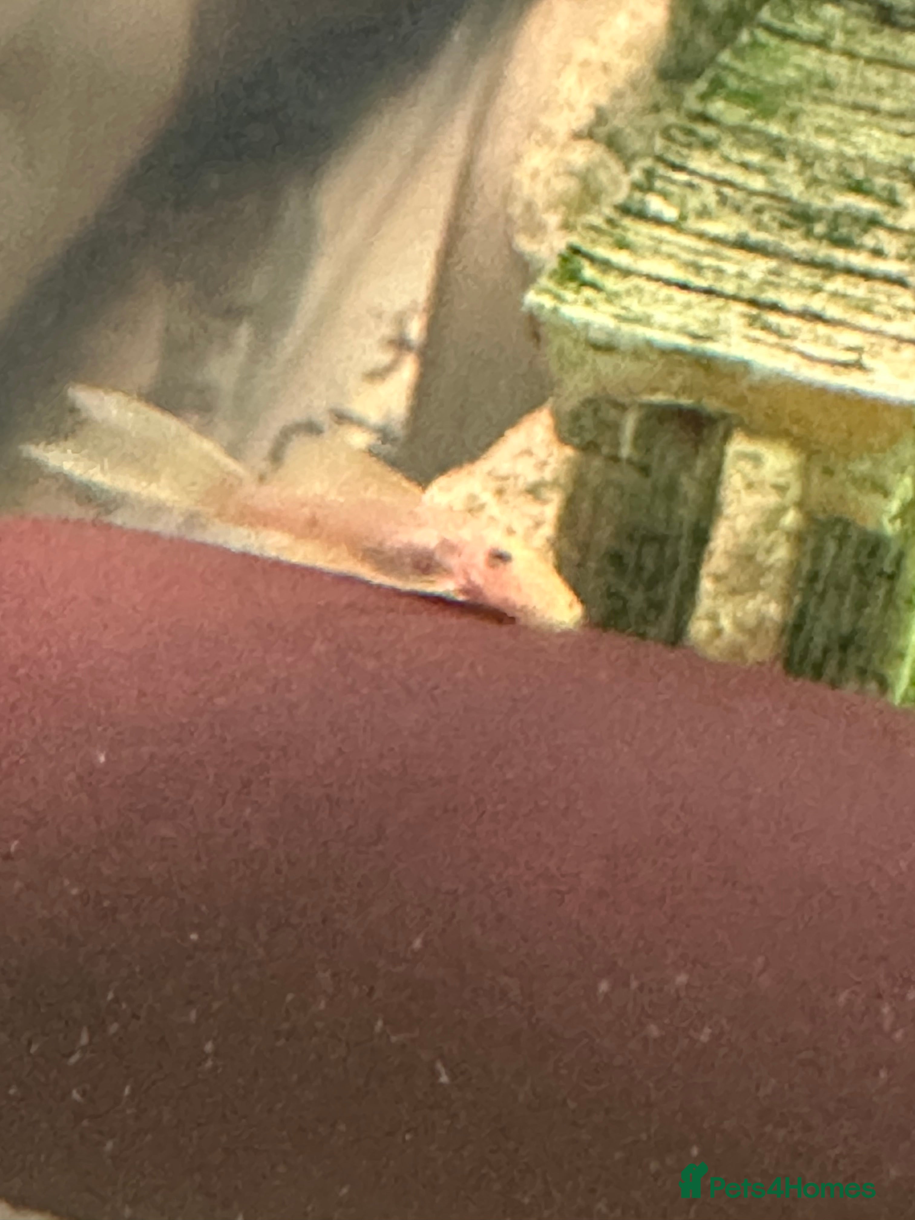 Plecos fish Cute Baby and Adult Bristlenose Pleco for sale - Advert 4