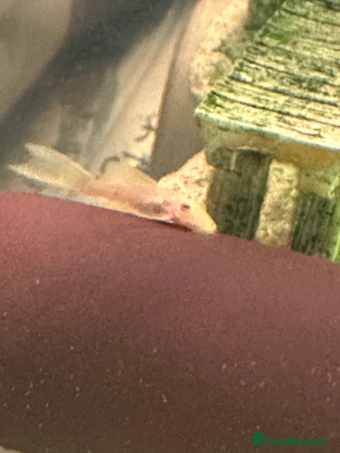 Plecos fish for sale: Cute Baby and Adult Bristlenose Pleco for sale in Cambridge - Advert 1