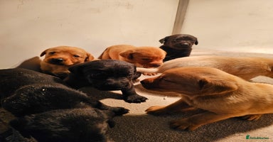 Labrador Retriever dogs Fox red, yellow & black working Labrador puppies  - Advert 7
