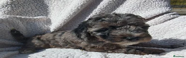 Cockapoo 5