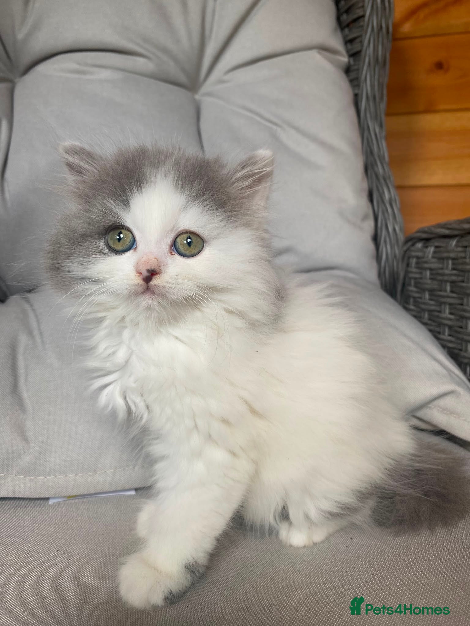 Mixed Breed cats Mixed pedigree kittens - Advert 2