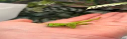 Gecko reptiles for sale: Giant Madagascan Day Gecko baby - Advert 3