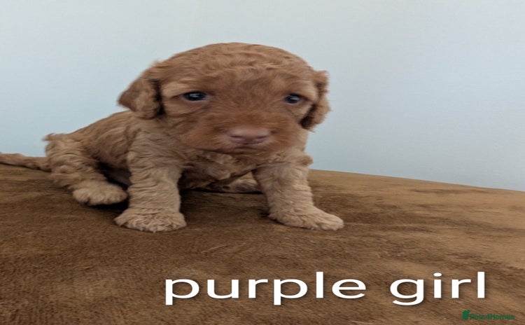 Cockapoo dogs - Advert 8