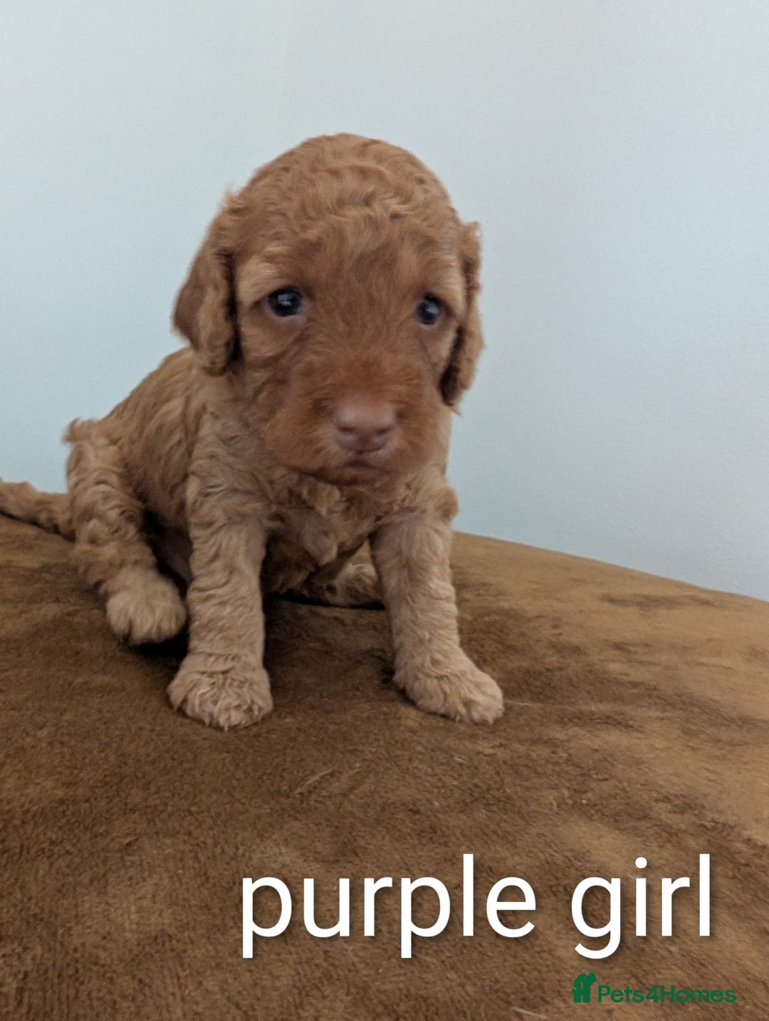 Cockapoo dogs for sale: F1B Cockapoo pups  - Image 1