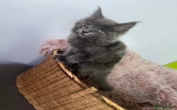 Maine Coon cats for sale: 5 Generation pedigree BLACK SMOKE kittens  - Image 16