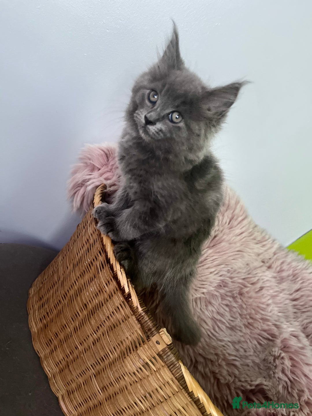 Maine Coon cats for sale: 5 Generation pedigree BLACK SMOKE kittens  - Image 16