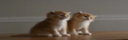 British Shorthair cats for sale: GCCF/TICA Stunning Golden BSH Chinchilla Kittens - Advert 17