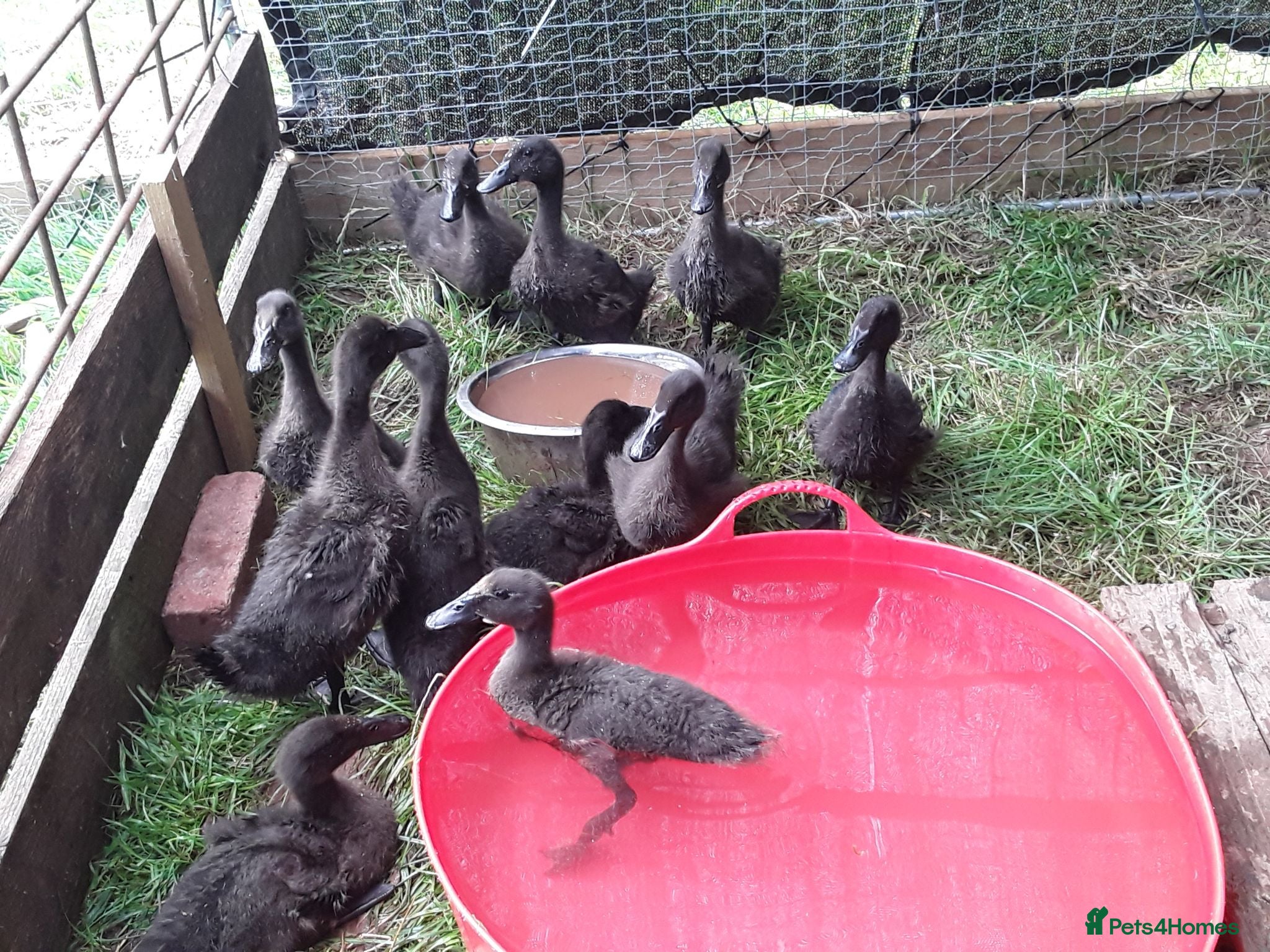 Ducks poultry Beautiful Cayuga ducklings for sale.  - Advert 8