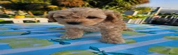 Cockapoo dogs for sale: Cockapoo puppies  in Newry - Advert 5