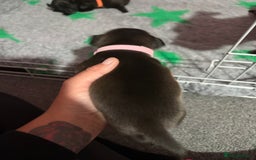 Staffordshire Bull Terrier dogs for sale: Stafford bull terrier pups - Image 12