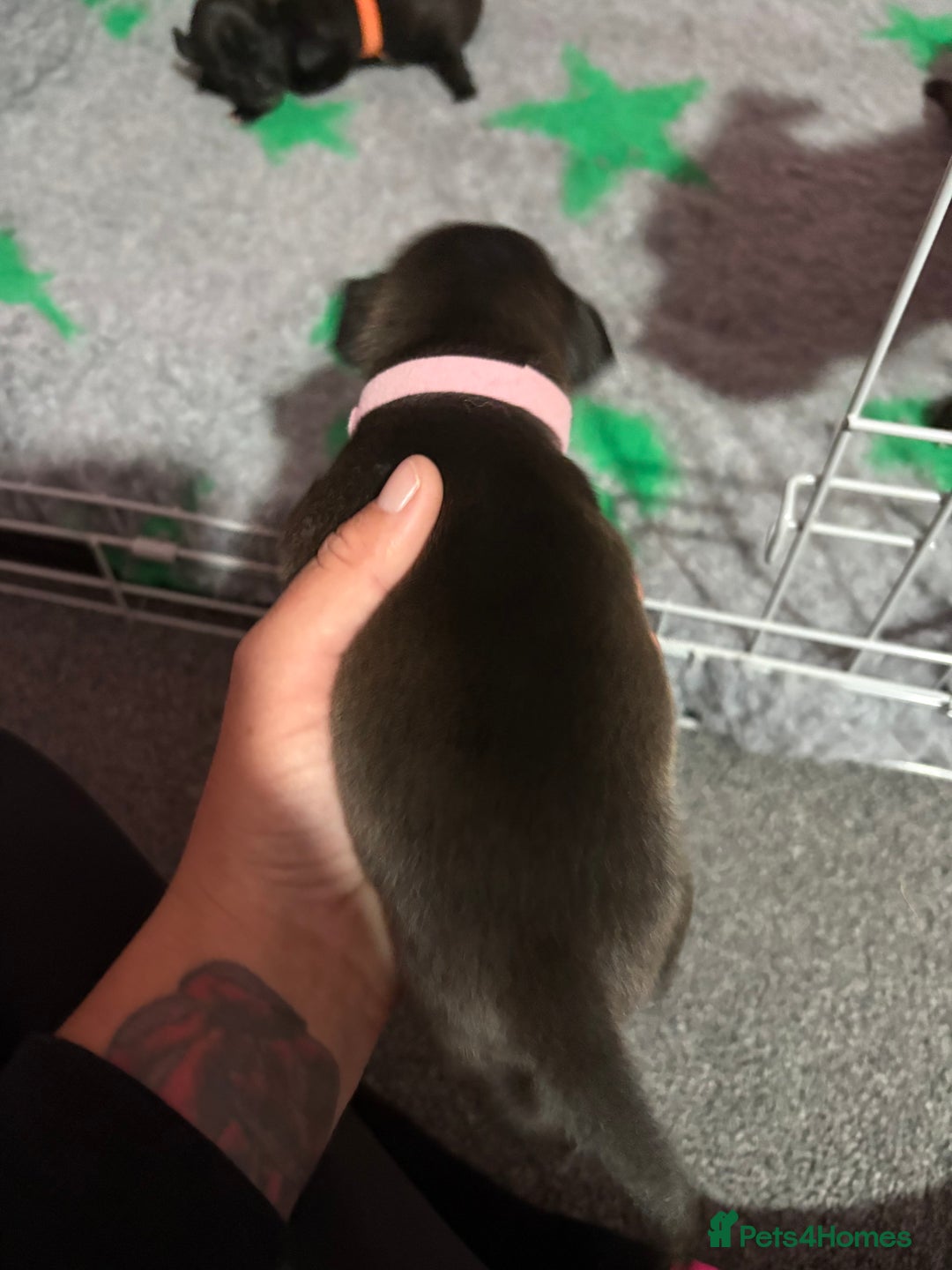 Staffordshire Bull Terrier dogs for sale: Stafford bull terrier pups - Image 12